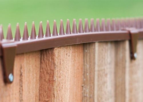 Primrose featherboard fence - primrose,
