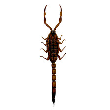 Manchurian Scorpion