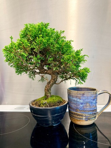 Bonsai tree itoigawa juniper - bonsai,