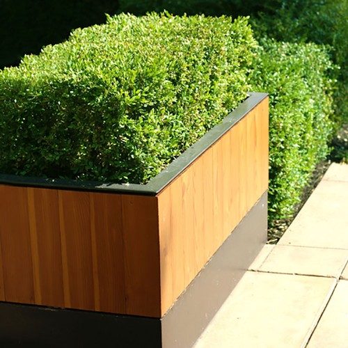 Box hedging plants buxus - hedging, plants,
