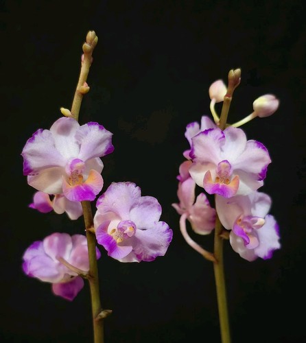 Phalaenopsis memoria val - phalaenopsis,