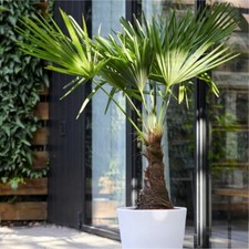 Trachycarpus Fortunei Large