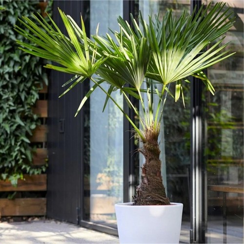 Trachycarpus fortunei large - fortunei,