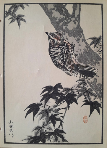Bairei pygmy woodpecker print - pygmy,
