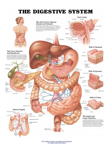 Digestive system chart - system,