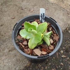 PRIMULA AURICULA FOREST LEMON