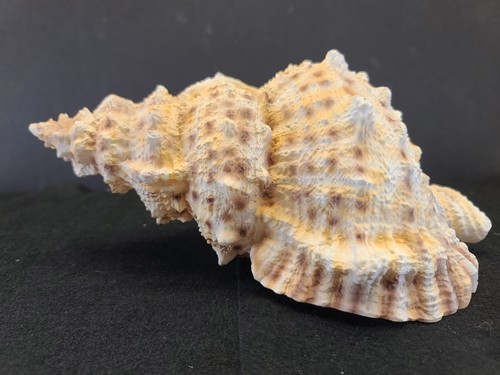 Frog snail shell conch - snail,
