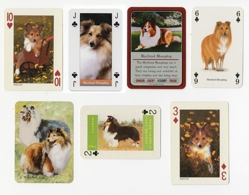 Shetland sheepdog sheltie - sheepdog,