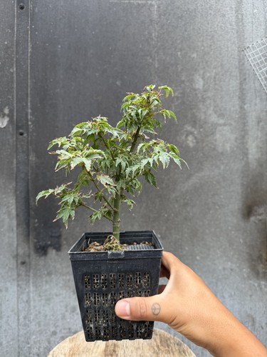 Japanese acer pre bonsai - acer,