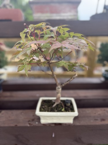 Japanese maple bonsai - maple,