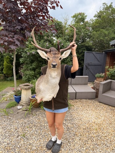 Taxidermy fallow stag shoulder - taxidermy,