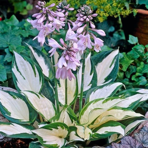 Hosta fire ice a 3 - fire,