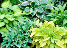 Hosta Collection x5 Hardy