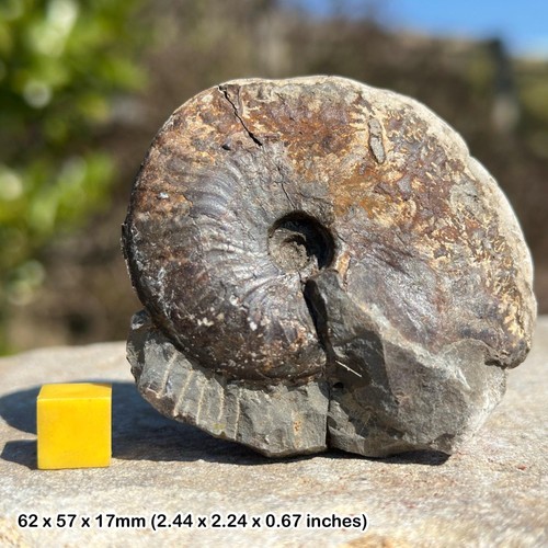 Amaltheus ammonite fossil - ammonite,