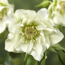 Perfect Plants Hellebore Plant