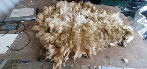 Raw sheep fleece - sheep, spinning