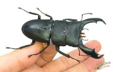 Monster Stag Beetle Dorcus