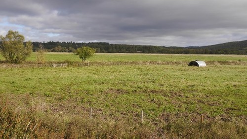 Photo 6x4 pig ark - pig, ark,