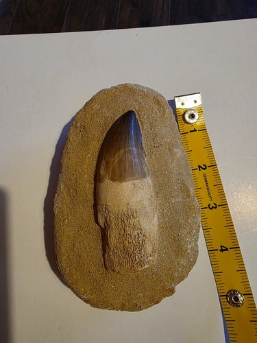 Complete rooted mosasaur tooth - rooted,