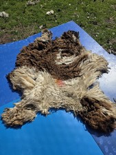 Raw Unwashed Rare Sheep Fleece