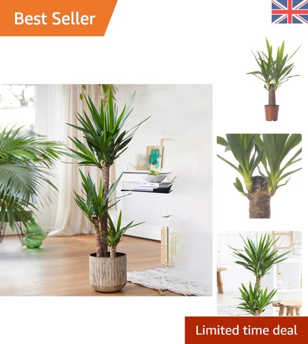 Yucca elephantipes large - yucca,
