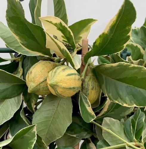 Variegated citrus lemon meyer - variegated,