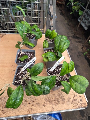 Hoya deykee rare plant - deykee,,
