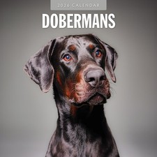 Dobermans 2026 Square Wall Calendar
