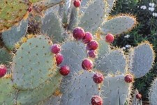 Wheel Cactus - Nopal Tapon -