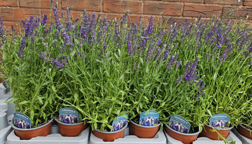 English lavender plants - english,