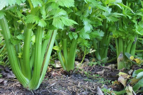 Celery del valdarno - celery,