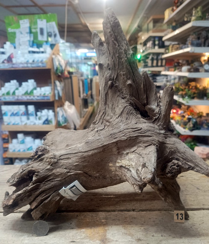 Large corbo root - large,