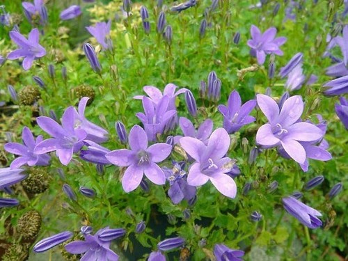Campanula portenschlagiana