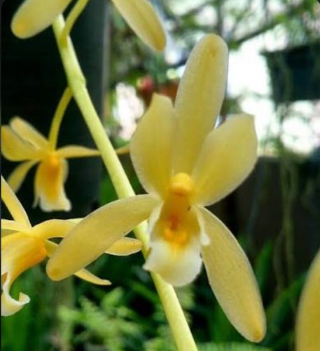 Cymbidium finleysonianum alba - finleysonianum,