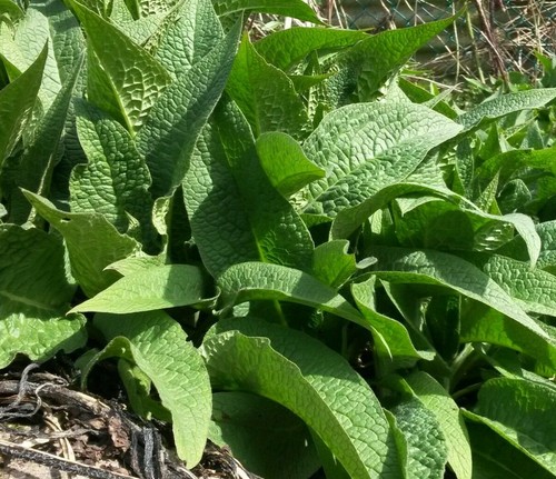 Three comfrey plants - three,