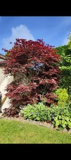 Japanese Acer Maple Old Mature