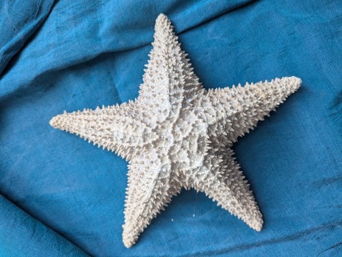 Vintage large ocean beach star - large,