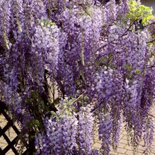 Chinese Wisteria Sinensis
