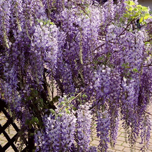 Chinese wisteria sinensis - wisteria,