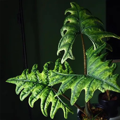 Stunning alocasia jacklyn - alocasia, jacklyn-