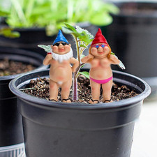 Playful Rude Garden Gnomes -