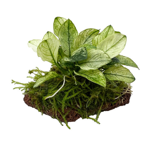 Anubias barteri var - , pinto