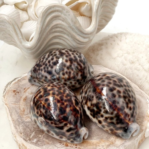Set natural spotted - 3,