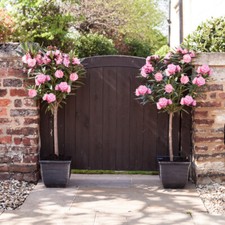 Oleander Pink 'Emilie' Bush in