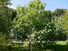 PAULOWNIA CATALPIFOLIA - 25 x seeds -Empress/Princess Tree 