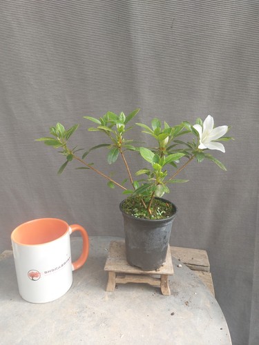 Beautiful flowering satsuki - beautiful,