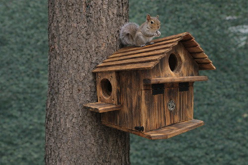Extra large handmade squirrel - large,