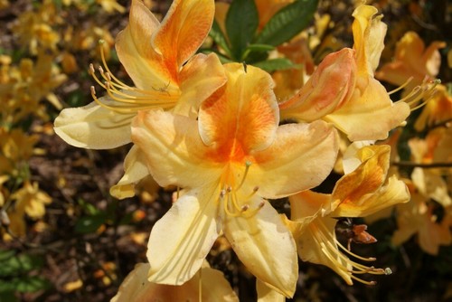 Rhododendron golden flare - rhododendron,