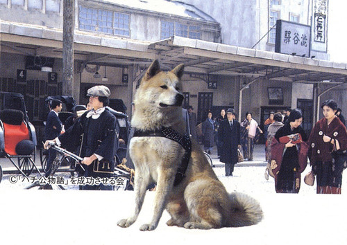 Akita dog greeting card - card,