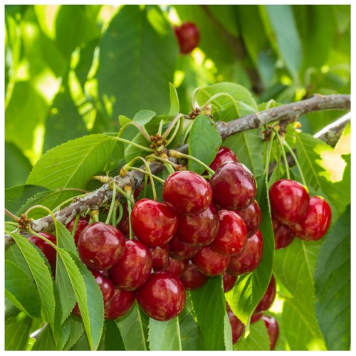 Stella cherry tree 4ft - stella,